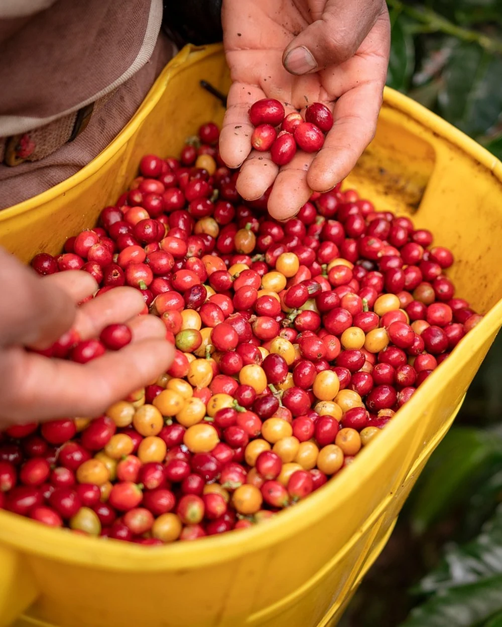 Caficultor con cerezas de café maduras recién recogidas en un balde